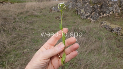 pennycress, field